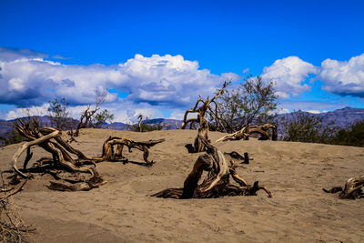 Bare trees on sand against sky