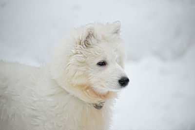 White dog lying down on snow