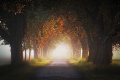 Road amidst trees during autumn