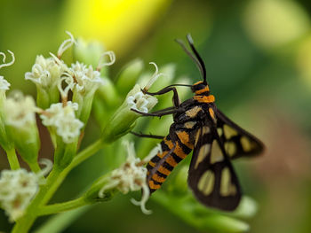 Close-up of butterfly pollinating on flower