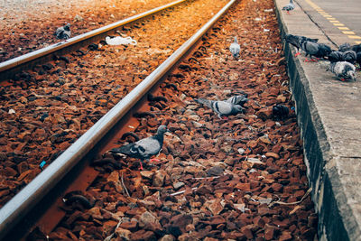 Close-up of railroad track