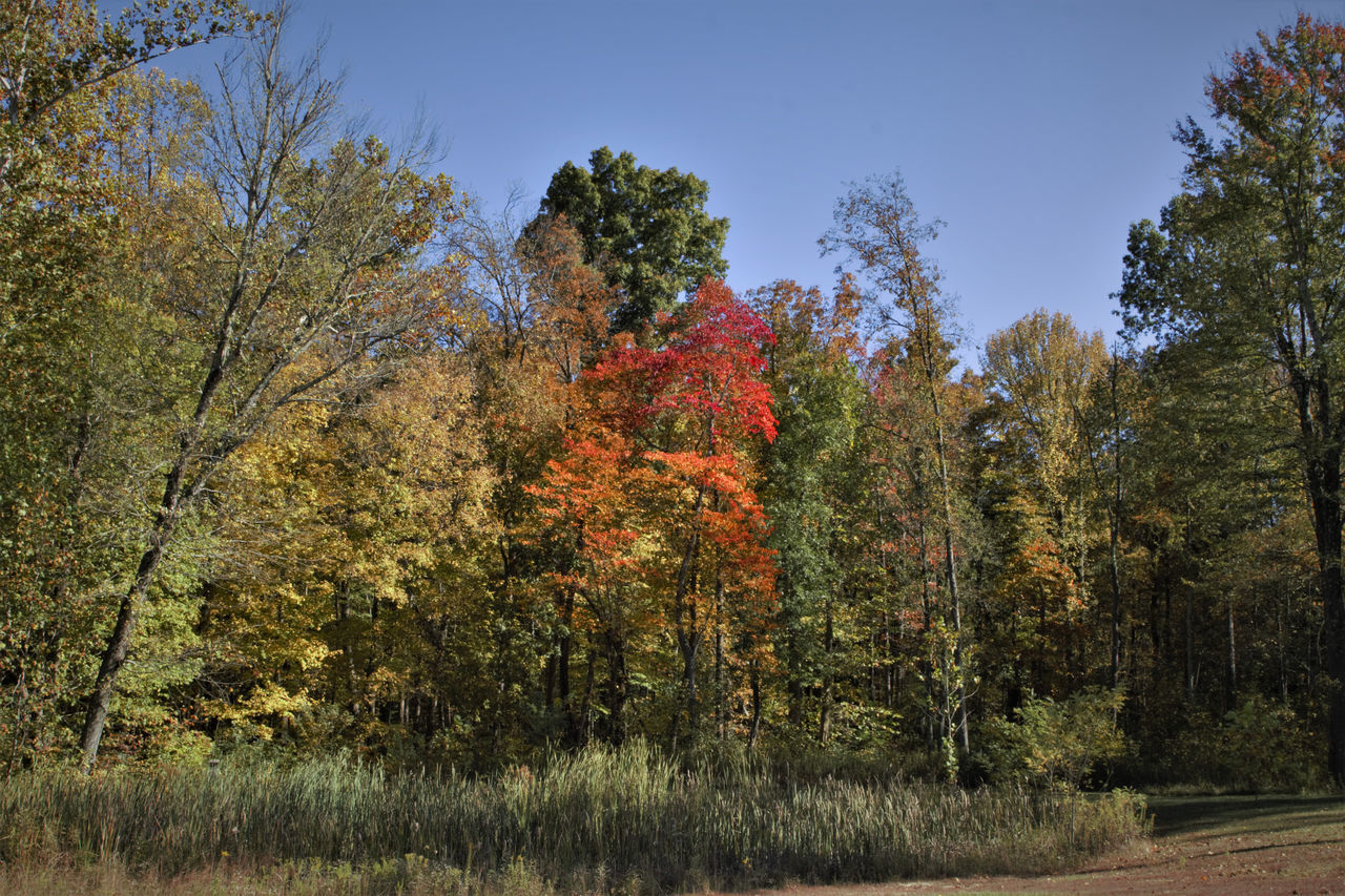 TREES GROWING IN FOREST AGAINST SKY