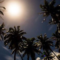 palm tree