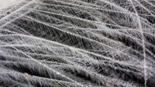 Extreme close up of palm leaf