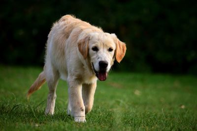 Portrait of golden retriever running on grassy field