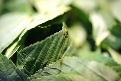 Close-up of fresh green plant