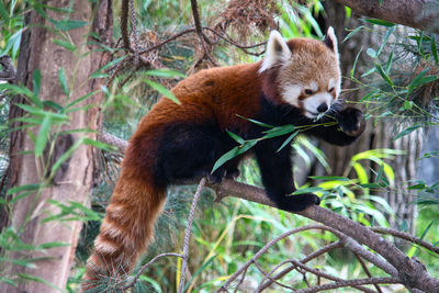 View of a cat on branch