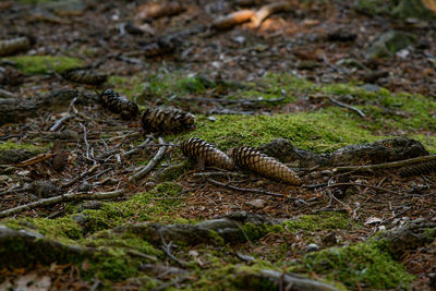 wildlife