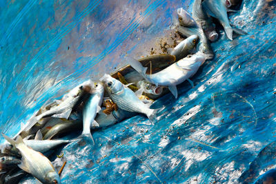 High angle view of fish catches in net