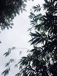 Low angle view of tree against clear sky