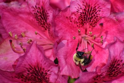 Close-up of bee on pink flower