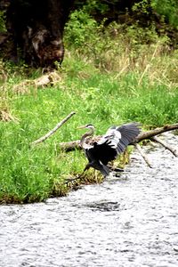 Bird flying over a lake