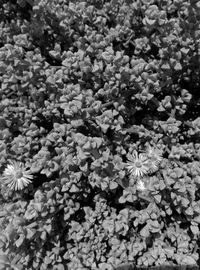 High angle view of flowering plant