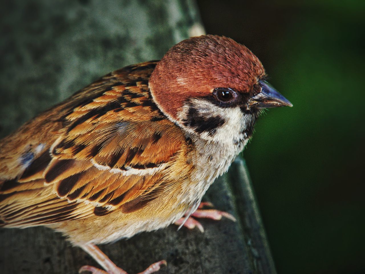 CLOSE-UP OF SPARROW PERCHING ON WOOD