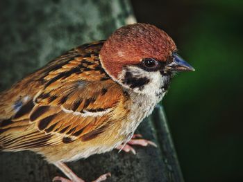 Close-up of bird perching on wood