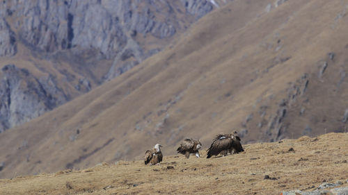 Vultures on mountain