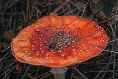Close-up of orange mushroom on field