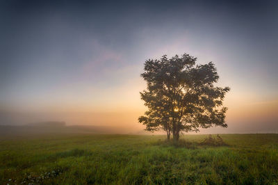 Tree on grassy field against sky during foggy weather