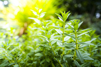 Close-up of plant growing on field