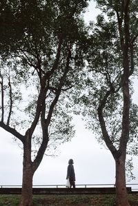 Rear view of woman sitting on bench against tree