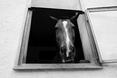 View of horse in stable