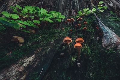 High angle view of mushrooms growing on tree trunk