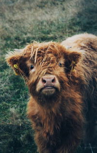 Close-up portrait of a cow on field