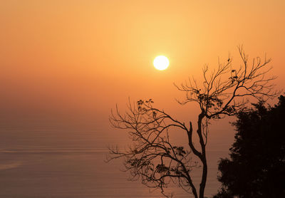 Silhouette bare tree against orange sky