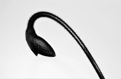 Close-up of bird against white background