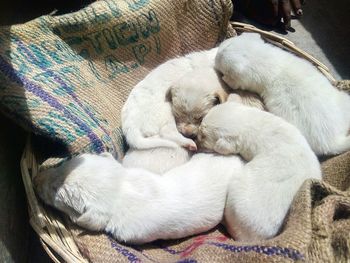 Close-up of dog sleeping