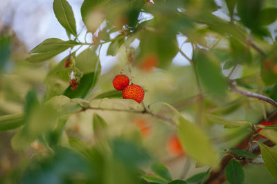 Close-up of berries on tree