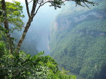 High angle view of trees in forest