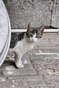 High angle view portrait of tabby cat