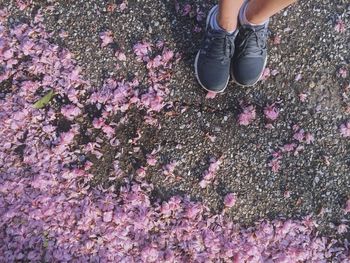 Low section of woman standing on pink flowering plants