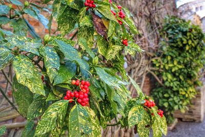 Close-up of red berries growing on tree