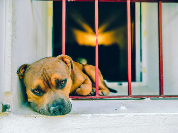 Portrait of a dog looking away