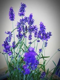 Close-up of purple flowering plants