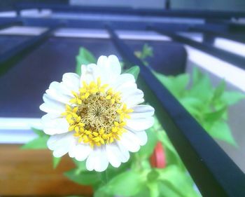 Close-up of white daisy blooming outdoors