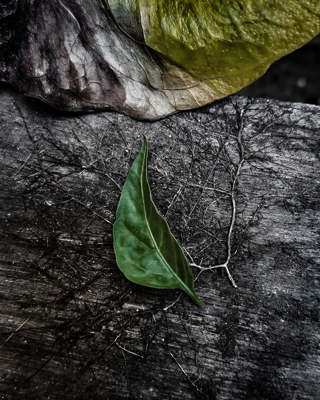 CLOSE-UP OF LEAF ON TREE TRUNK