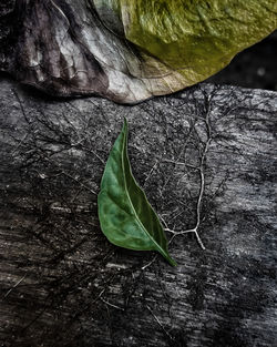 Close-up of leaves on tree trunk