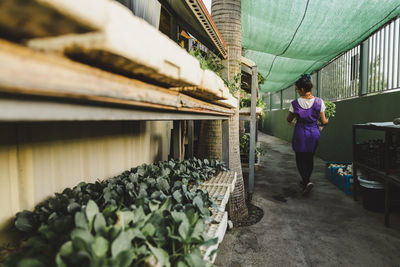 Rear view of female owner walking with seedling tray at garden center