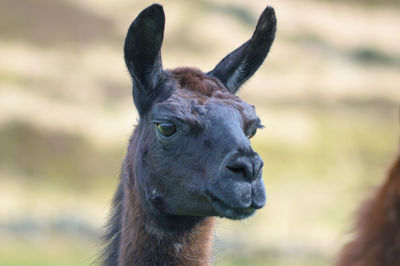 Close-up portrait of a llama 