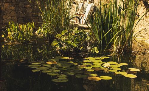 Water lily in lake