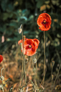 Close-up of orange poppy on field