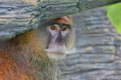 Close-up portrait of monkey