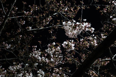 Cherry blossoms in spring