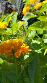 Close-up of yellow flowers