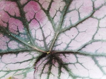 High angle view of insect on leaf