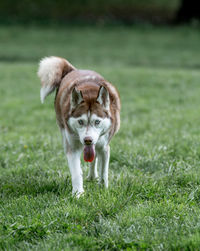 Portrait of dog on grassy field