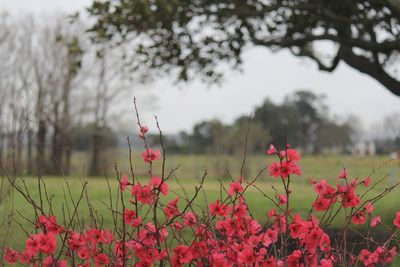 Close-up of pink flowering plants on field